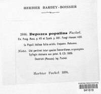 Depazea populina image